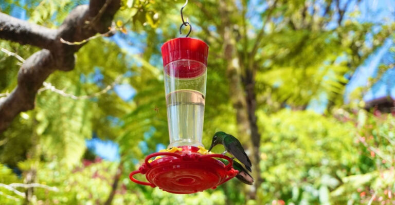 What Georgia Gardeners Can Do Right Now To Keep Hummingbirds Around All Summer