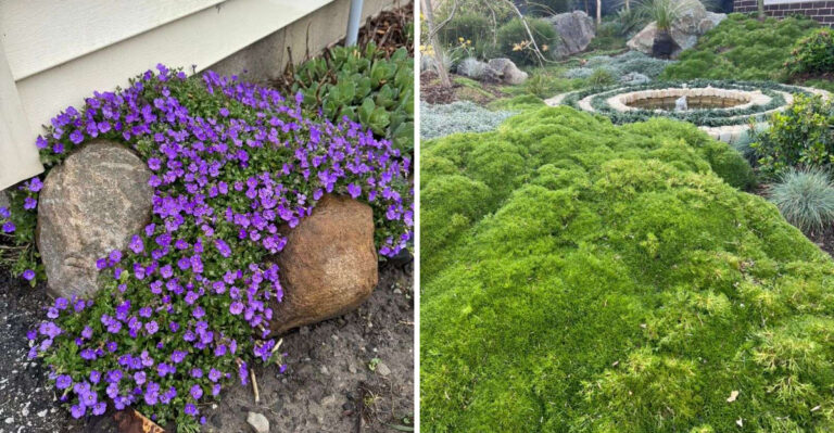What Georgia Gardeners Plant Where Grass Refuses To Grow