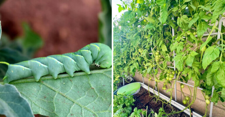 What Georgia Gardeners Should Do Before Tomato Hornworms Appear