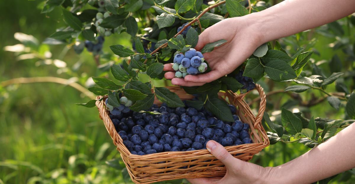 blueberries (featured image)