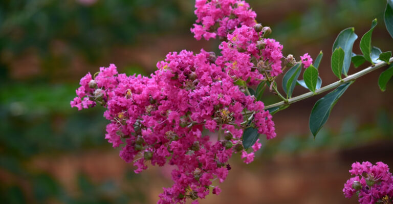 What Georgia Gardeners Should Do With Crepe Myrtles Before June Ends