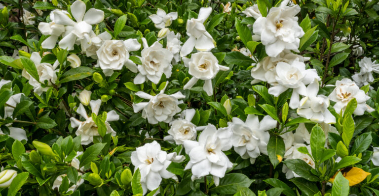 Gardenias (featured image)