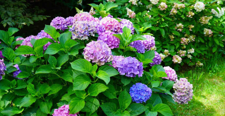 Hydrangeas (featured image)