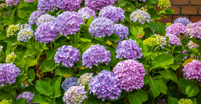 Hydrangeas (featured image)