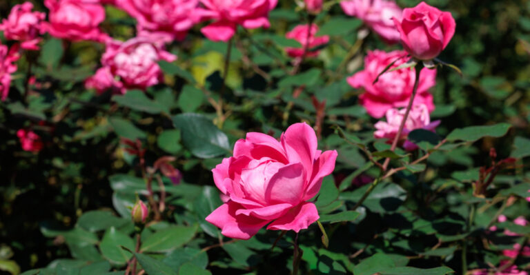 roses (featured image)
