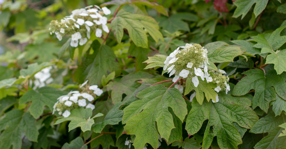 Oakleaf hydrangeas (featured image)
