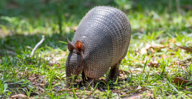 What Georgia Homeowners Learn After Dealing With Armadillos For The First Time