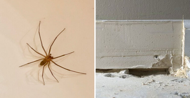 What Georgia Homeowners Should Know About Brown Recluse Spiders This Summer
