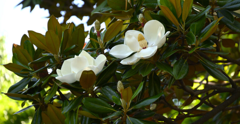 magnolia (featured image)