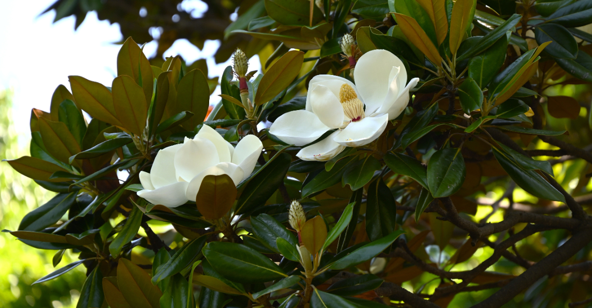 magnolia (featured image)