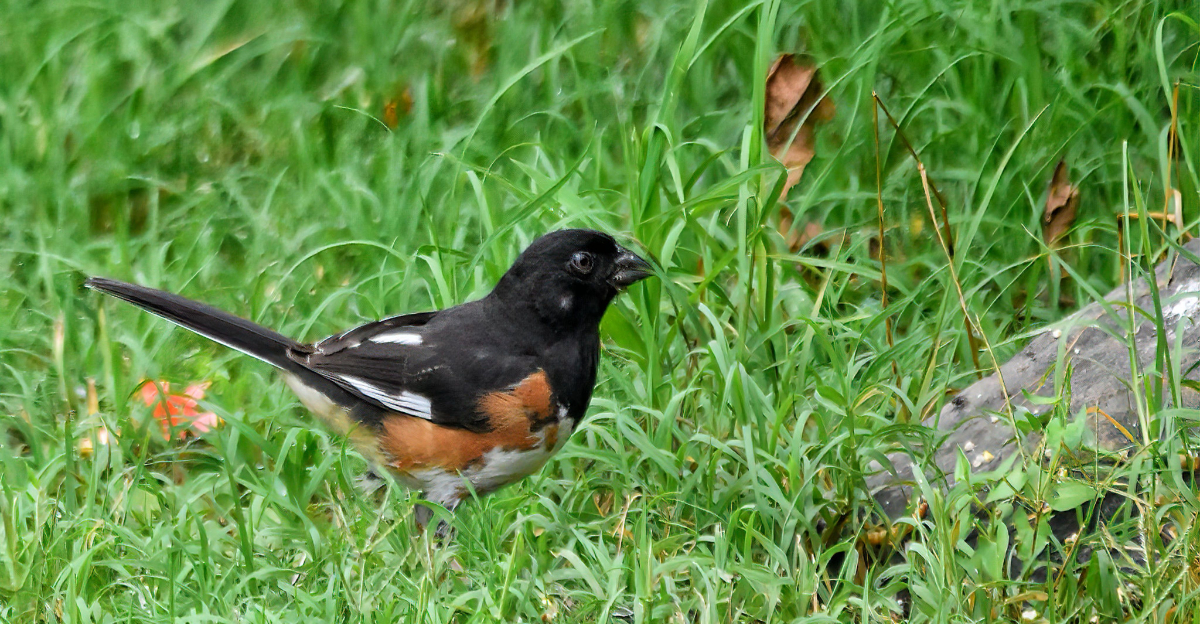 eastern towhees (featured image)