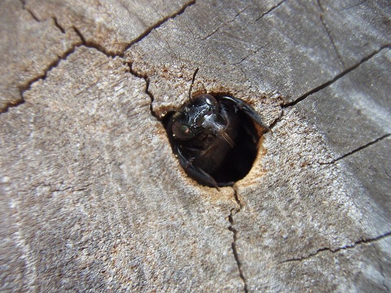 What Goes On Inside Those Perfectly Round Holes