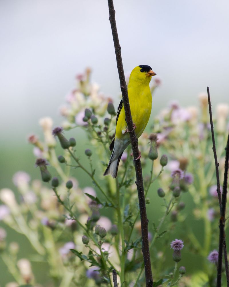 What Goldfinch Behavior Can Tell You About Your Garden What Goldfinch Behavior Can Tell You About Your Garden