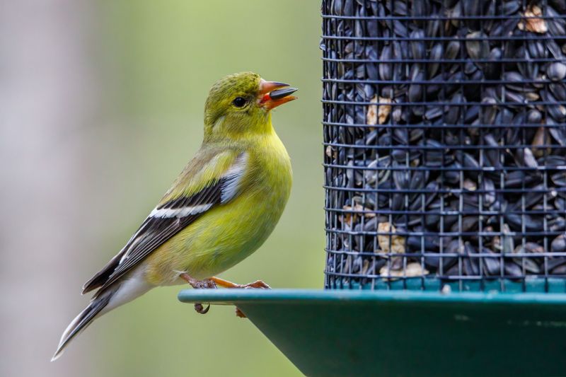 What Goldfinches Actually Eat And Why It Matters What Goldfinches Actually Eat And Why It Matters