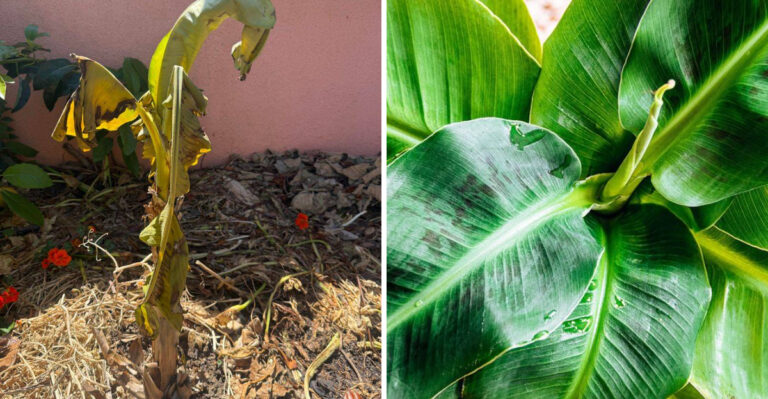 stressed banana plant