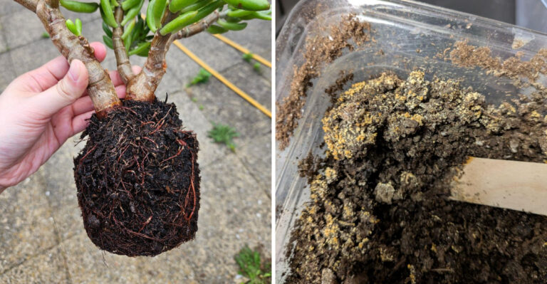 What Happens To Regular Garden Soil In Oregon Pots By Late Summer