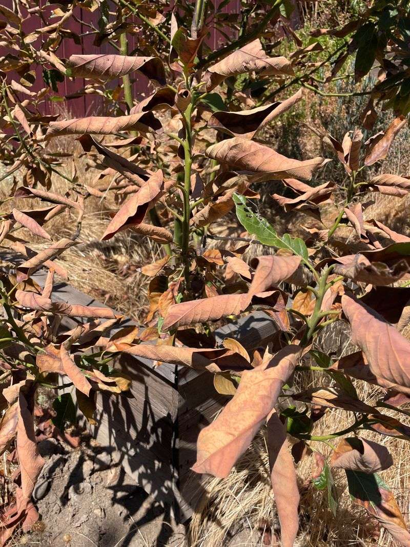 What Happens To Your Garden When Temps Hit Triple Digits