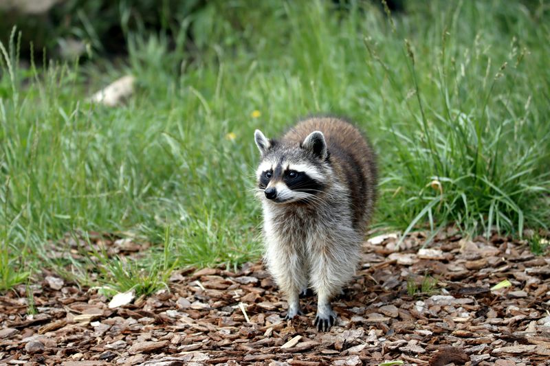 What Happens When Raccoons Feel Safe In Your Space