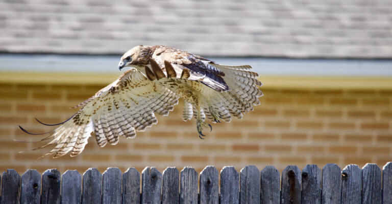 What Hawks Are Actually Hunting When They Circle Low Over Nebraska Yards