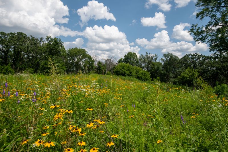 What Iowa Regulations Say About Wild Yards