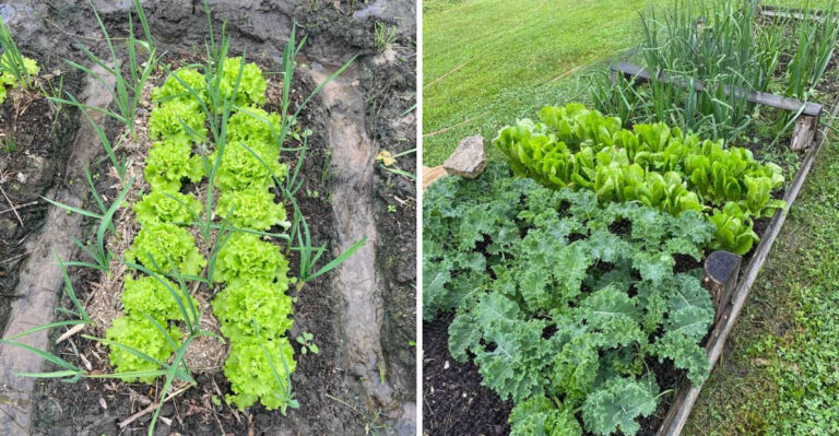 What Is Intercropping And How Can It Boost North Carolina Vegetable Gardens