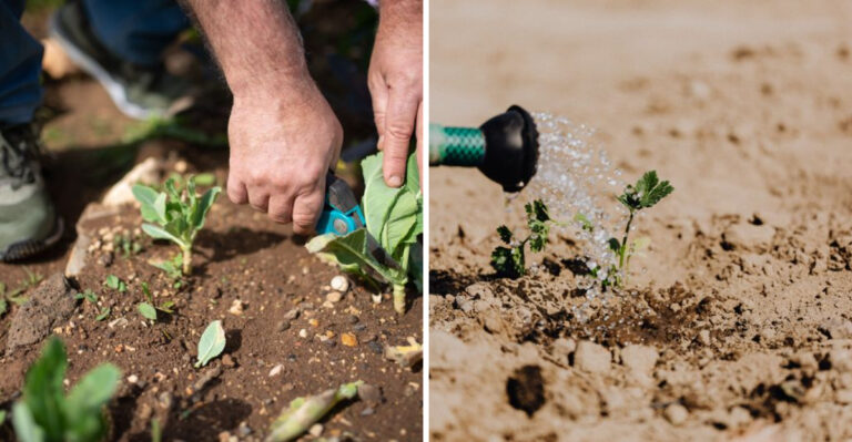 What Is Still Allowed In Your Virginia Garden During A Drought Order