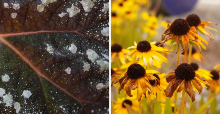 What Is That White Coating On Your Tennessee Black-Eyed Susans In June