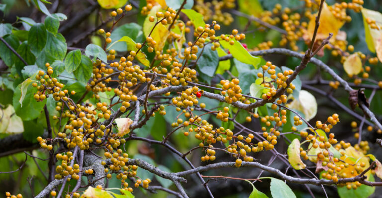 What Is The Fast-Spreading Vine Taking Over Minnesota Yards, And How To Stop It
