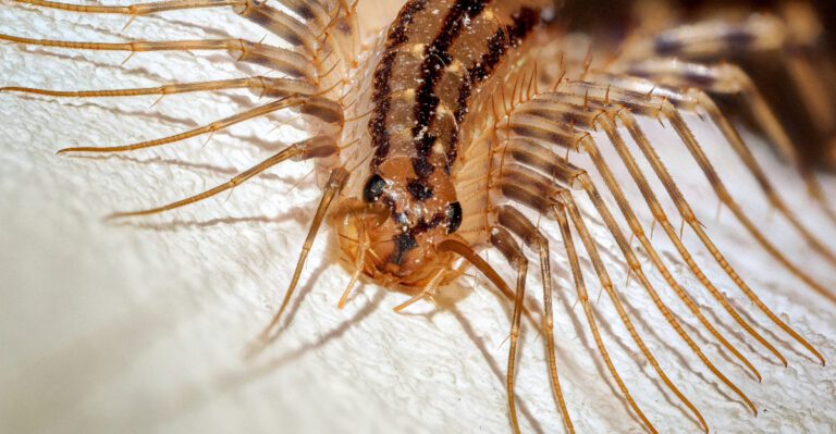 What It Actually Means When A Centipede Shows Up In Your Connecticut Home This Summer