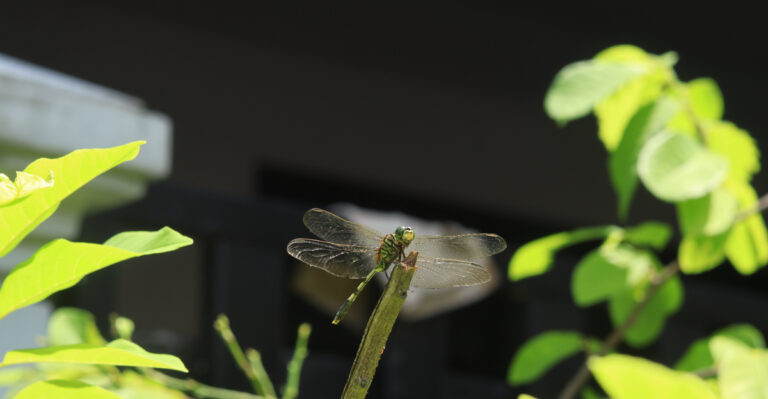 What It Actually Means When Dragonflies Visit Your Wisconsin Yard
