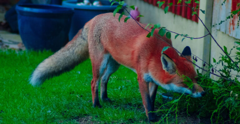 fox in yard