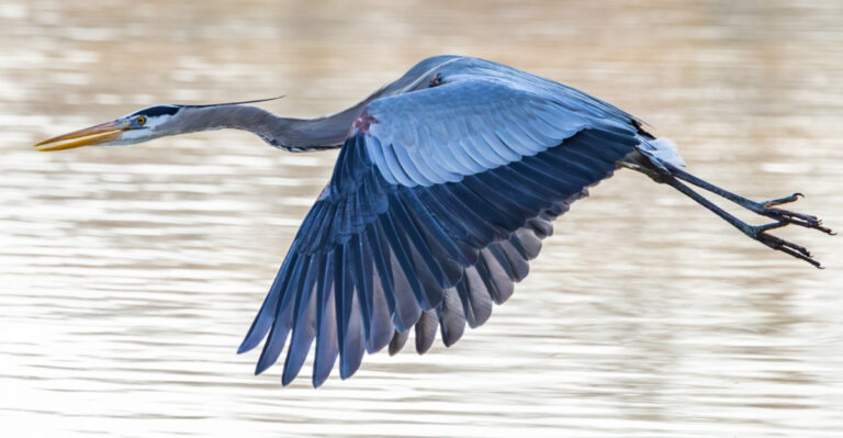 What It Means When A Great Blue Heron Visits Your Connecticut Garden