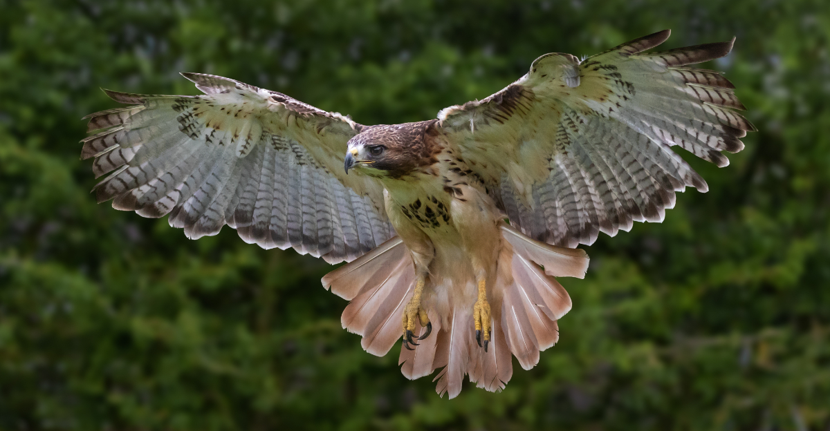 red-tailed hawk