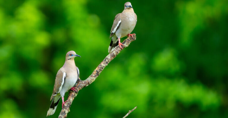 What It Means When A Mourning Dove Keeps Returning To Your Tennessee Yard