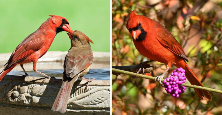 What It Means When A Northern Cardinal Visits Your Pennsylvania Garden Every Morning