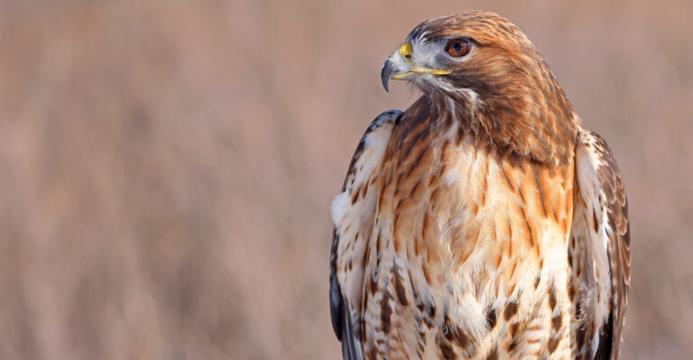 What It Means When A Red-Tailed Hawk Shows Up In Your South Dakota Yard