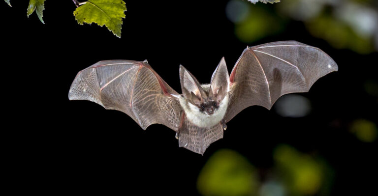 What It Means When Bats Start Visiting Your Tennessee Yard At Dusk