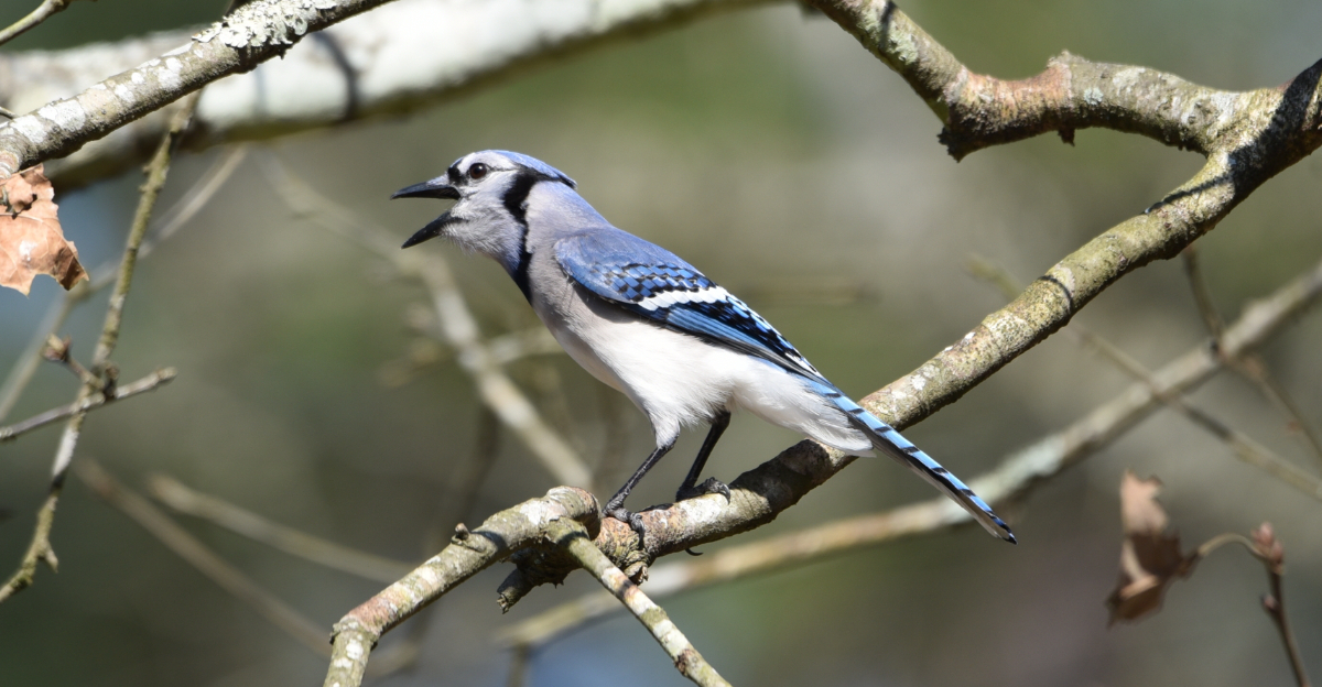 blue jay mobbing