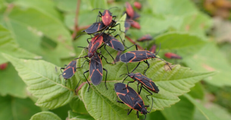 What It Means When Box Elder Bugs Appear Around Your Indiana Home