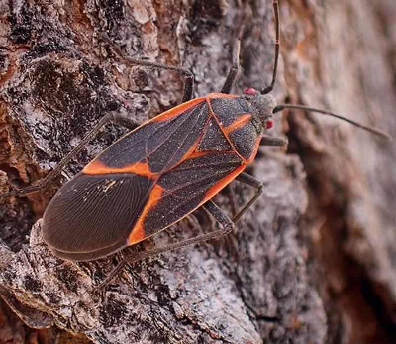 What It Means When Box Elder Bugs Appear Around Your Indiana Home