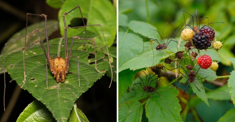 What It Means When Daddy Long Legs Start Gathering In North Carolina Garden Beds