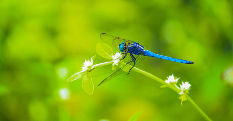 What It Means When Dragonflies Start Visiting Your Missouri Yard