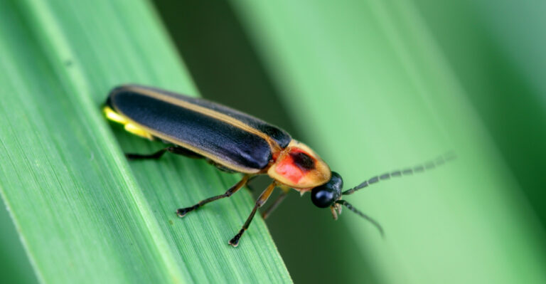 What It Means When Fireflies Show Up In Your Virginia Yard
