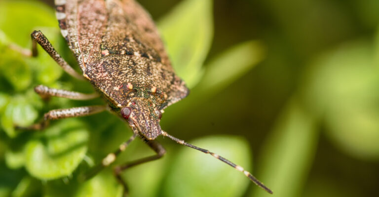 What It Means When Stink Bugs Start Appearing Indoors In New Jersey