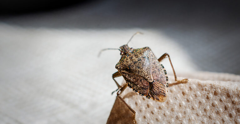 What It Means When You Find A Stink Bug Inside Your West Virginia Home