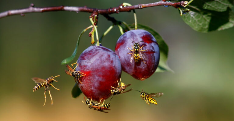 What It Means When You Start Seeing More Wasps Around Your North Carolina Fruit Trees