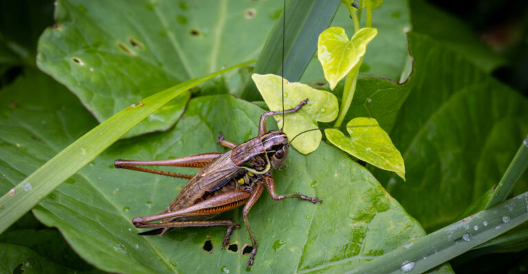 What It Means When Your Tennessee Yard Sounds Like A Cricket Concert
