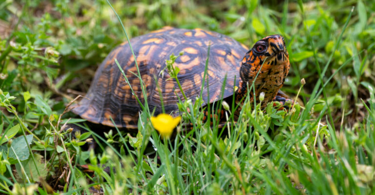 box turtle