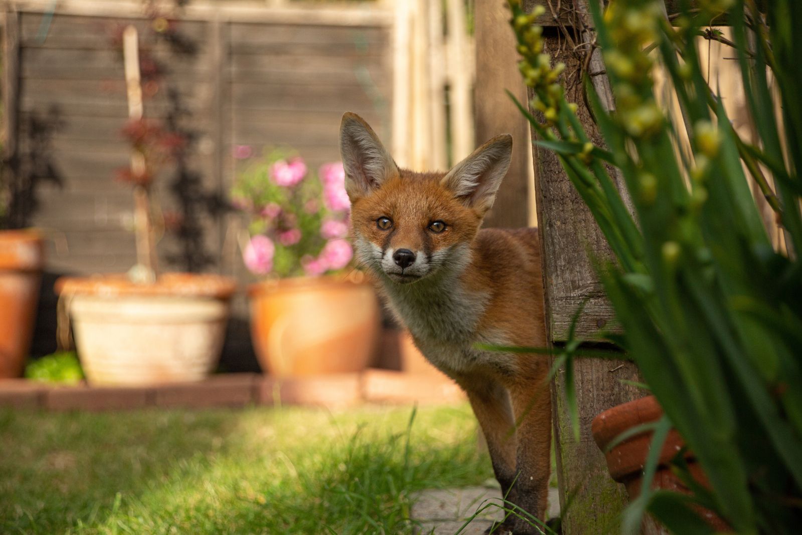 fox in garden