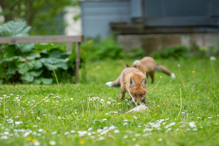 fox in garden